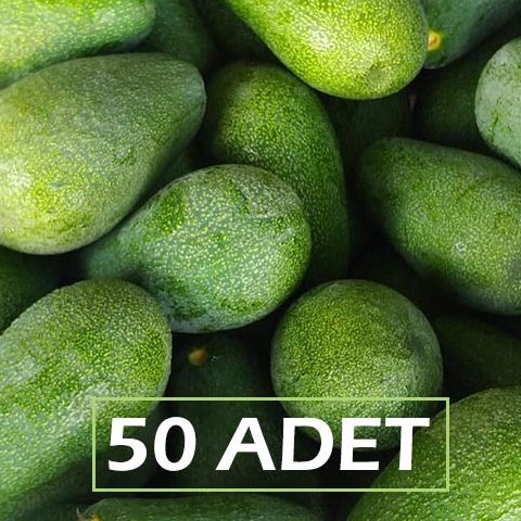 #AVOKADO 50 ADET Detay Image:1