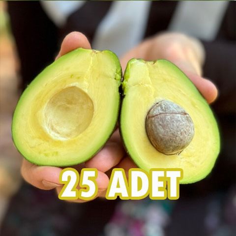 #48 Erkenci (Clifton) cins iri boy avokado